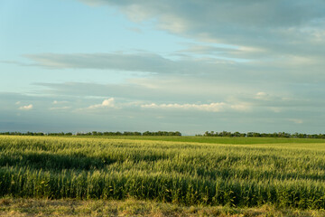 south of Ukraine. a field of wheat before a thunderstorm