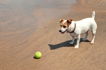 Chien Jack Russell terrier joue avec une balle à la mer