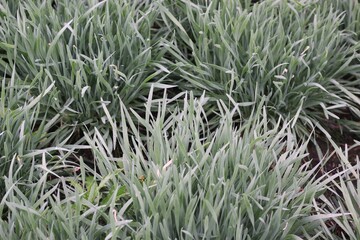 green grass in the wind