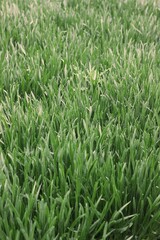 green grass background