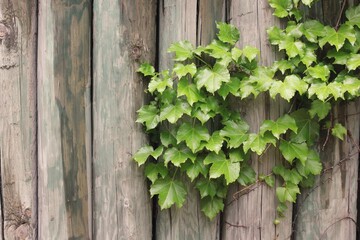 green ivy on wooden wall