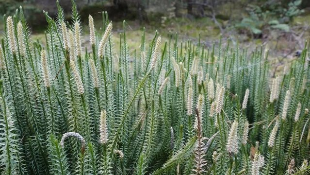 The green clubmoss plants standing on the ground in the forest on a windy day in Estonia