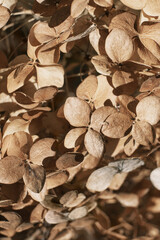 Autumn Dry flowers background. Textured hydrangea petals close-up. Stylish Floral poster. Soft focus