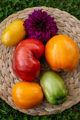 Fresh and colourful tomatoes and dahlia flower, a gardening scene in summer in August in Latvia