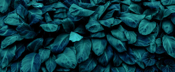 Dark green tropical leaf group background panoramic background concept of nature