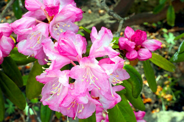 Close-up of a flowering azalea branch in the garden.