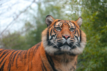 Close up of a beautiful tiger. Wildlife.