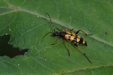 Un coléoptère jaune et noir aux allures de guèpe, le lepture tacheté (Rutpela maculata)