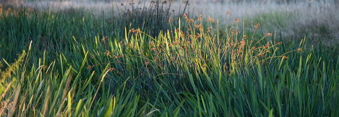 Juncus and other water plants background