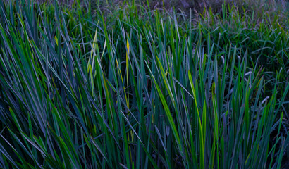 green turquoise blue grasses leaves