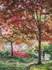 Naklejka premium OLYMPUS DIGITAL CAMERA