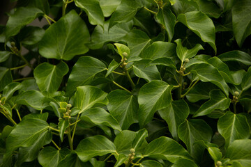 ivy in summer