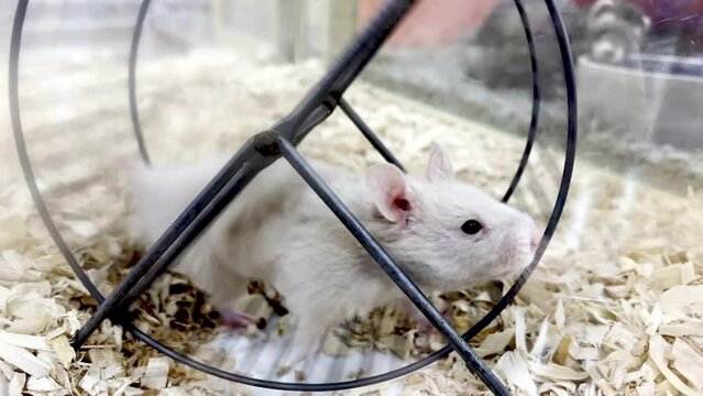 hamster runs on wheel in cage in pet store