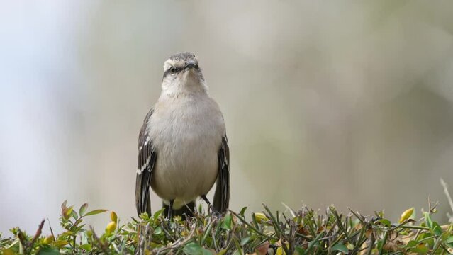 A Chalk-browed Mockingbird (Mimus saturninus) perching over a bush in slow motion.