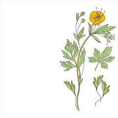 Vector stock illustration of yellow buttercup. Yellow branch of ranunculus herb. Wedding card template.
