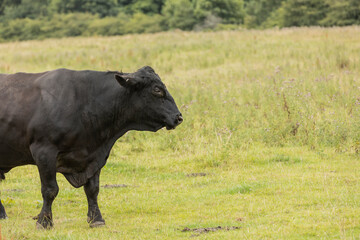 close up of uk black stud bull walking and looking right copy space