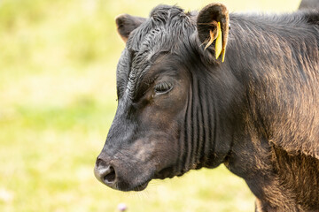 Close up of black Angus calf with yellow ear tag and out-of-focus background