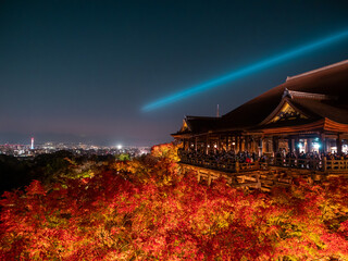 Fototapeta premium 清水寺と紅葉の夜景