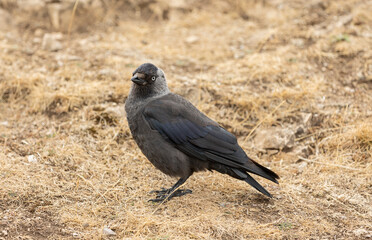 Obraz premium The western jackdaw (Corvus monedula), also known as the Eurasian jackdaw, European jackdaw, or simply jackdaw, is a passerine bird in the crow family.
