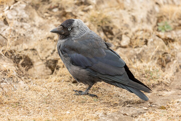 The western jackdaw (Corvus monedula), also known as the Eurasian jackdaw, European jackdaw, or simply jackdaw, is a passerine bird in the crow family.