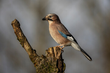 Close up of a European jay, Scientific name: Garrulus Glandarius, facing left in natural woodland habitat  Clean background. Copy space