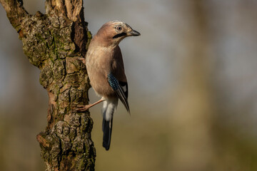 Close up of a European jay, Scientific name: Garrulus Glandarius, facing right in natural woodland habitat  Clean background. Copy space