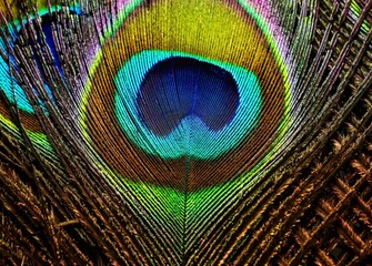 Bright, peacock feather closeup.