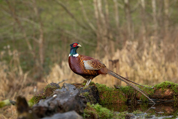 male Ringneck Pheasant (Phasianus colchicus) close up warm light looking right
