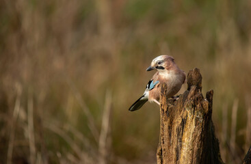 Close up of a European jay, Scientific name: Garrulus Glandarius, facing left in natural woodland habitat  Clean background. Copy space