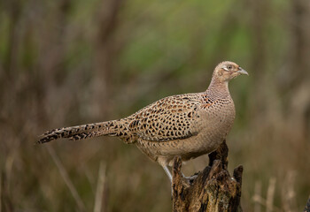 Female common pheasant, phasianus colchicus, hen perched on a wooden post isolated from background