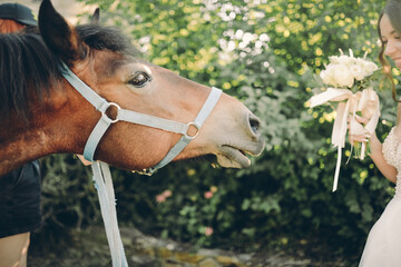 horse 