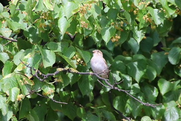 robin on a branch