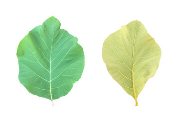 Isolated front and back teak leaf or tectona grandis leaf with clipping paths.