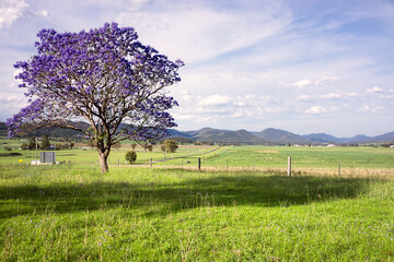 Countryside in Southern Queensland Australia with .a beautiful jacaranda tree in the foreground.