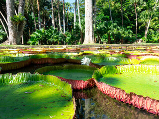 Victoria Amazonica lilies in Pamplemousses Boticanal Gardens, Mauritius