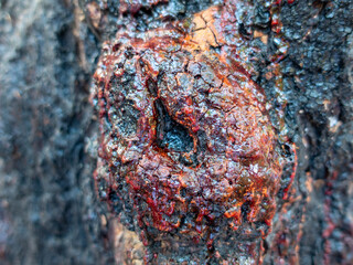 Resin on a tree in Mauritius