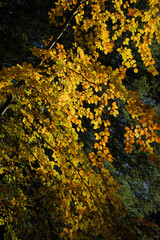 Autumn forest, undergrowth with green, yellow and golden foliage in Auvergne