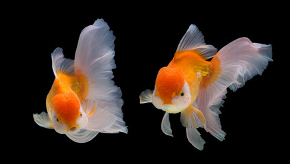 Goldfish Oranda on black background