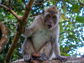 Long tailed macaque monkey Mauritius portrait
