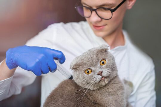 a young veterinarian in blue gloves gives an injection to a purebred cat. photo of a scared cat