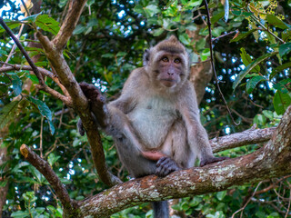 Long tailed macaque monkey Mauritius portrait