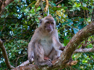 Fototapeta premium Long tailed macaque monkey Mauritius portrait