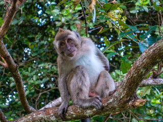 Naklejka na ściany i meble Long tailed macaque monkey Mauritius portrait