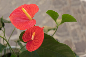 Two beautiful red Anthurium flowers blooming in the vase. Closeup.