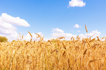 Gold wheat field and blue sky. Crops field. Selective focus