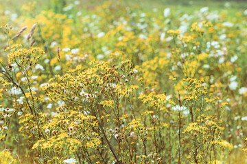 Natural summer grasses and wildflowers, meadow herbs and field bloom plants, wild blossom, white and yellow flower outdoor, nature aesthetics summer scene, wild growth grass, selective