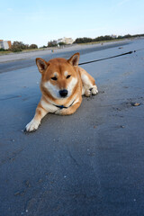 sesame shiba inu male lies on the beach 