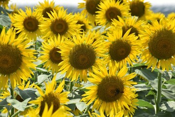 ひまわり、向日葵、滋賀県、近江八幡、大中湖、黄色、緑、種、ひまわりの種