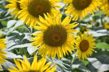 Fototapeta premium ひまわり、向日葵、滋賀県、近江八幡、大中湖、黄色、緑、種、ひまわりの種