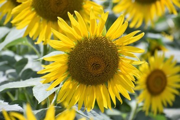 ひまわり、向日葵、滋賀県、近江八幡、大中湖、黄色、緑、種、ひまわりの種